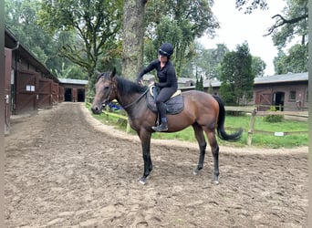 Pura sangre inglés, Yegua, 3 años, 162 cm, Castaño