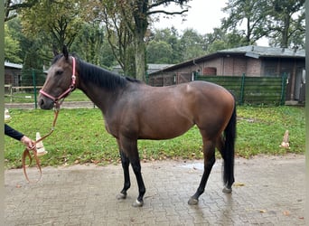 Pura sangre inglés, Yegua, 3 años, 162 cm, Castaño