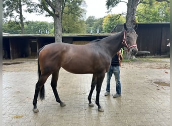 Pura sangre inglés, Yegua, 3 años, 162 cm, Castaño