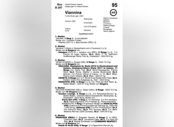 Pura sangre inglés, Yegua, 3 años, 164 cm, Alazán