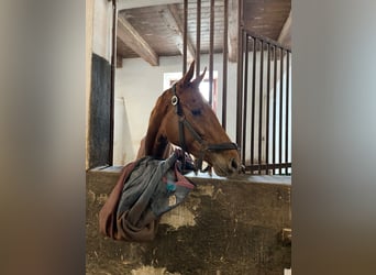 Pura sangre inglés, Yegua, 3 años, 164 cm, Alazán