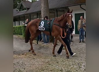 Pura sangre inglés, Yegua, 3 años, 164 cm, Alazán
