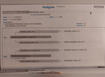 Pura sangre inglés, Yegua, 3 años, 165 cm, Castaño