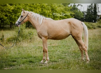 Pura sangre inglés, Yegua, 4 años, 156 cm, Palomino