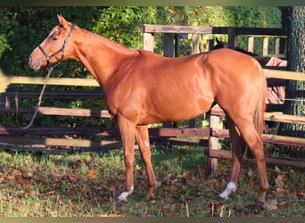 Pura sangre inglés, Yegua, 4 años, 162 cm, Alazán
