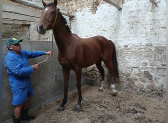 Pura sangre inglés, Yegua, 4 años, 165 cm, Castaño