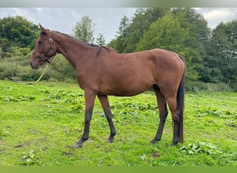 Pura sangre inglés, Yegua, 4 años, 165 cm, Castaño