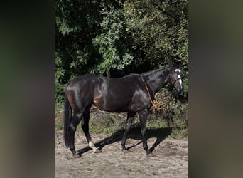 Pura sangre inglés, Yegua, 4 años, Castaño oscuro