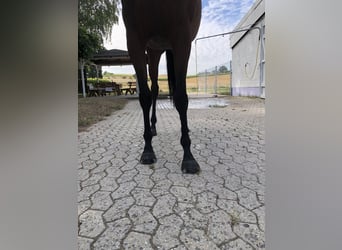 Pura sangre inglés, Yegua, 5 años, 165 cm, Castaño