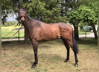 Pura sangre inglés, Yegua, 5 años, 165 cm, Castaño