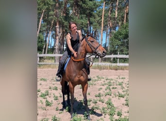 Pura sangre inglés, Yegua, 6 años, 160 cm, Castaño