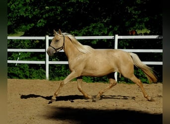 Pura sangre inglés, Yegua, 6 años, 160 cm, Palomino