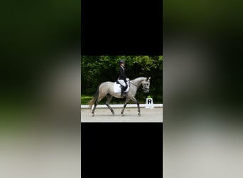 Pura sangre inglés, Yegua, 6 años, 166 cm, Tordo rodado