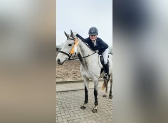 Pura sangre inglés, Yegua, 6 años, 166 cm, Tordo rodado