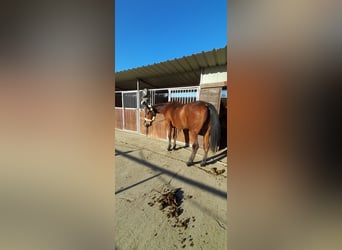 Pura sangre inglés, Yegua, 7 años, 163 cm, Castaño