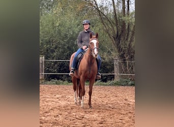 Pura sangre inglés, Yegua, 8 años, 155 cm, Alazán
