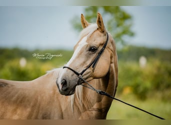 Pura sangre inglés, Yegua, 8 años, 157 cm, Palomino