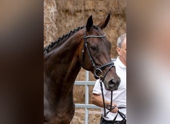Pura sangre inglés, Yegua, 9 años, Castaño oscuro