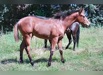 Pura sangre inglés, Yegua, Potro (02/2024), 140 cm, Castaño