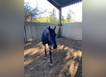 Pura sangre irlandés, Caballo castrado, 10 años, 160 cm, Negro