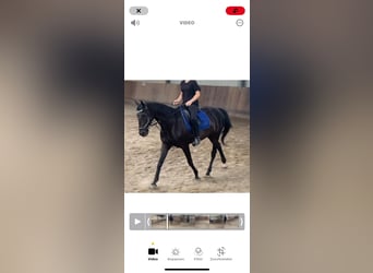Pura sangre irlandés, Caballo castrado, 10 años, 160 cm, Negro