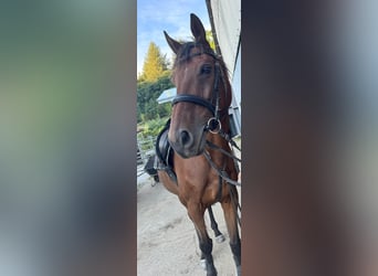 Pura sangre irlandés, Caballo castrado, 10 años, 169 cm, Castaño