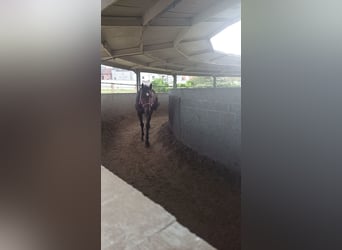 Pura sangre irlandés, Caballo castrado, 12 años, 160 cm, Castaño oscuro