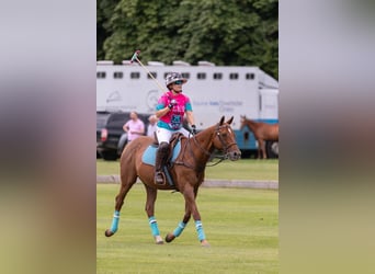 Pura sangre irlandés, Caballo castrado, 12 años, Alazán-tostado