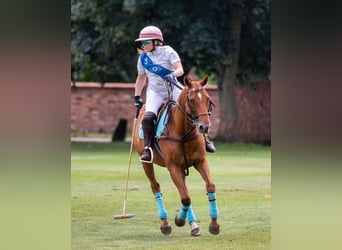 Pura sangre irlandés, Caballo castrado, 12 años, Alazán-tostado