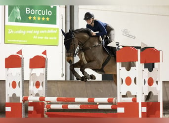 Pura sangre irlandés, Caballo castrado, 13 años, 163 cm, Castaño