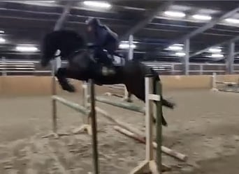 Pura sangre irlandés, Caballo castrado, 13 años, 163 cm, Castaño