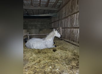 Pura sangre irlandés, Caballo castrado, 13 años