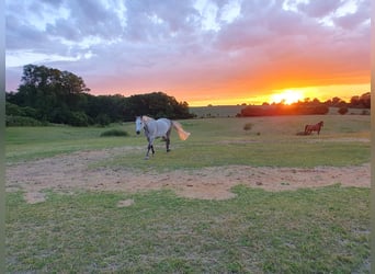 Pura sangre irlandés, Caballo castrado, 13 años