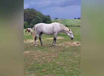 Pura sangre irlandés, Caballo castrado, 13 años
