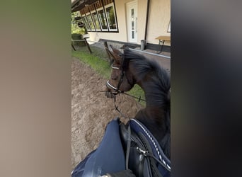 Pura sangre irlandés, Caballo castrado, 14 años, 163 cm, Castaño