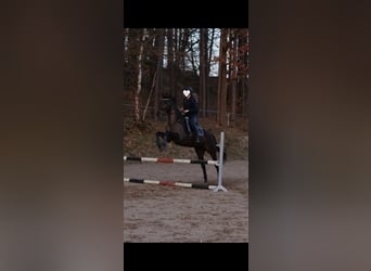 Pura sangre irlandés, Caballo castrado, 14 años, 163 cm, Castaño