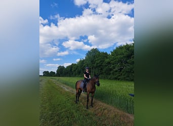 Pura sangre irlandés, Caballo castrado, 14 años, 163 cm, Castaño