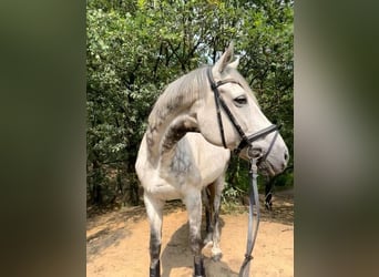Pura sangre irlandés, Caballo castrado, 16 años, 172 cm, Tordo