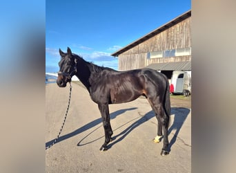 Pura sangre irlandés, Caballo castrado, 4 años, 158 cm, Castaño