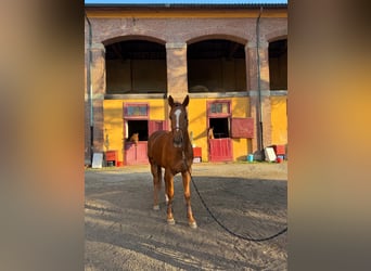 Pura sangre irlandés, Caballo castrado, 4 años, 170 cm, Alazán