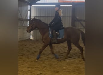 Pura sangre irlandés, Caballo castrado, 5 años, 155 cm, Alazán