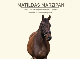 Pura sangre irlandés, Caballo castrado, 5 años, 158 cm, Castaño