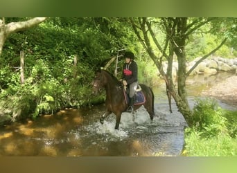 Pura sangre irlandés, Caballo castrado, 5 años, 158 cm, Castaño rojizo