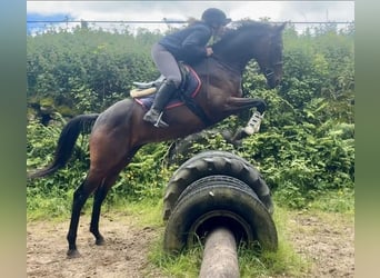 Pura sangre irlandés, Caballo castrado, 5 años, 158 cm, Castaño rojizo
