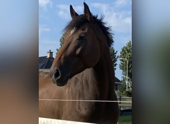 Pura sangre irlandés, Caballo castrado, 5 años, 160 cm, Castaño