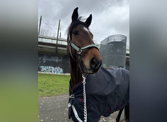 Pura sangre irlandés Mestizo, Caballo castrado, 6 años, 160 cm, Castaño