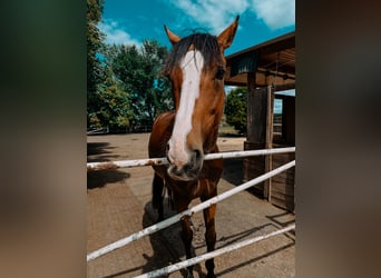Pura sangre irlandés, Caballo castrado, 6 años, 161 cm, Castaño