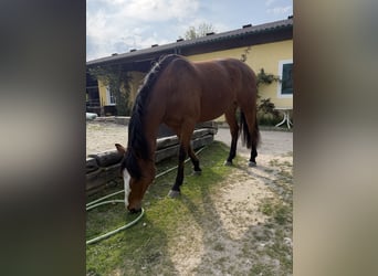 Pura sangre irlandés, Caballo castrado, 6 años, 161 cm, Castaño