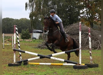 Pura sangre irlandés Mestizo, Caballo castrado, 6 años, 164 cm, Castaño oscuro