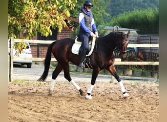 Pura sangre irlandés Mestizo, Caballo castrado, 6 años, 164 cm, Castaño oscuro
